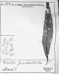 Uredo neopustulata image